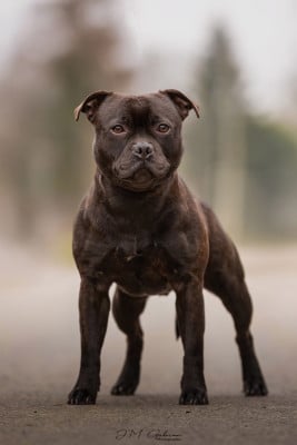 Étalon Staffordshire Bull Terrier - Vaho Tone Of Black