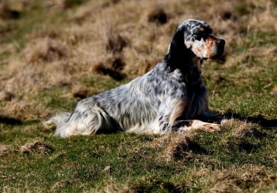 Étalon Setter Anglais - Ugarte Des Sentiers De La Douyne