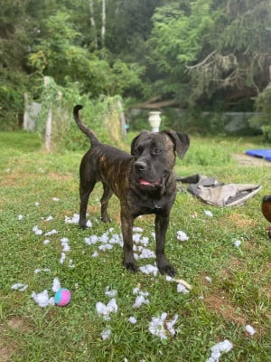 Étalon Cane Corso - Cerberes Legend Valka