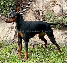 Étalon Pinscher nain - Ava (Sans Affixe)