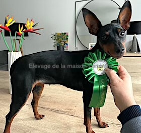 Étalon Pinscher nain - V'lily (Sans Affixe)