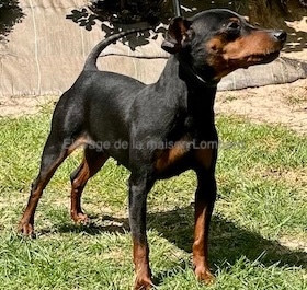 Étalon Pinscher nain - Ruby du Pirou