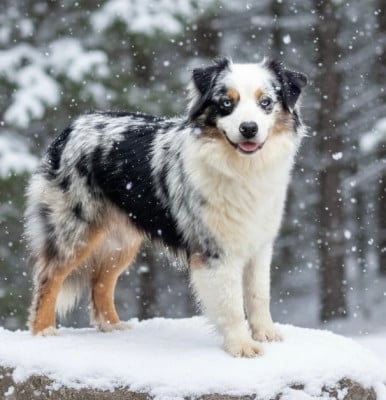 Étalon Berger Américain Miniature - Chelsea - siana (Sans Affixe)