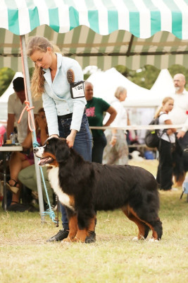 Étalon Bouvier Bernois - CH. Farsa besterbern