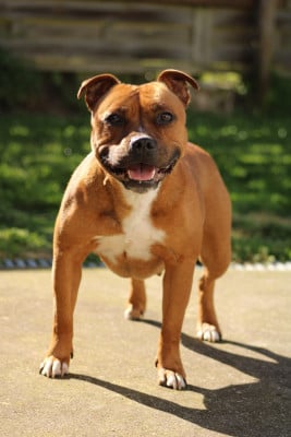 Étalon Staffordshire Bull Terrier - Utopia dit kiara Select Of Dream