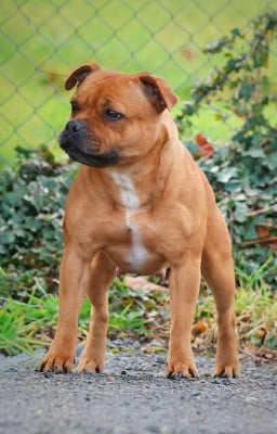 Étalon Staffordshire Bull Terrier - CH. Riley Sloan House Of Warrior