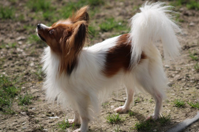 Étalon Epagneul nain Continental (Papillon) - Vedette De La Vallée De La Py