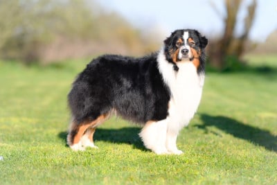 Étalon Berger Australien - Sweet stolen kiss du chemin de la belle etoile