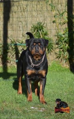 Étalon Rottweiler - Vip celibrity dance Hirten Von Rottweil