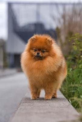 Étalon Spitz allemand - CH. tauro Belma