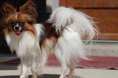 Étalon Epagneul nain Continental (Papillon) - Snoopy De La Vallée De La Py