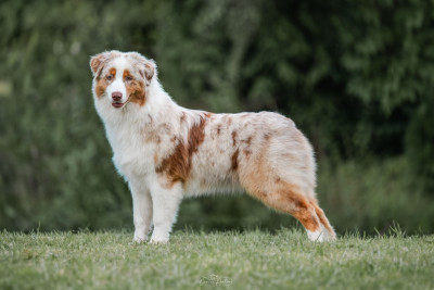 Étalon Berger Australien - Voyage au pole nord glace des Caps et Marais d'Opale
