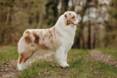 Étalon Berger Australien - Un point c'est toi De La Vallée D'eska