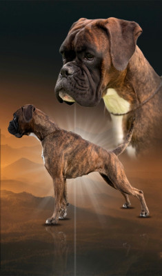 Étalon Boxer - Vip dite freya Du Domaine De Bora