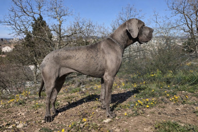 Étalon Dogue allemand - Aska louna de l’outsaïna