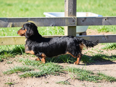 Étalon Teckel poil long - Velvet petals Des Narcisses Du Royaume D'egypte