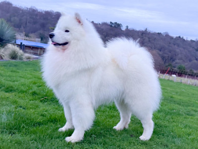 Étalon Samoyède - klajokliu suo Joy of victory