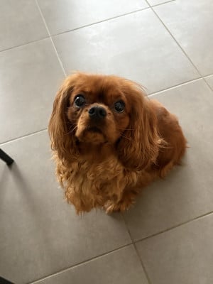 Étalon Cavalier King Charles Spaniel - Uguette Du marais de l'ingon