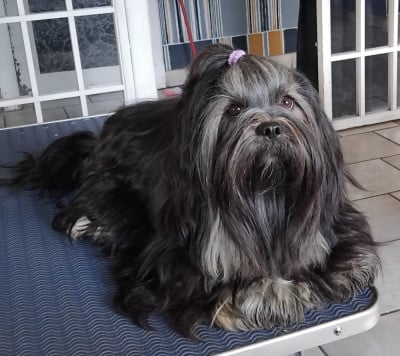 Étalon Lhassa Apso - Annapurna melody du chant d'Eliote