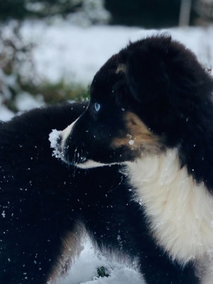 Étalon Berger Américain Miniature - Tess du Domaine de Milk