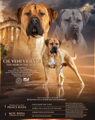 CH. Veni vidi vici Los Nobles Del Norte