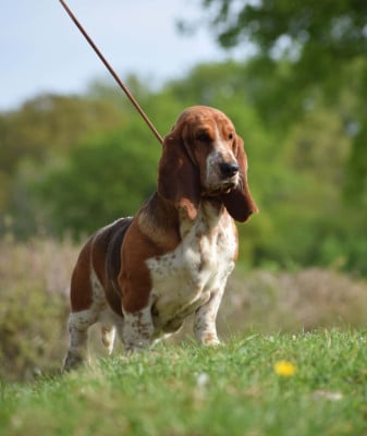 Étalon Basset Hound - Viennoise des Cotes de la Saunade