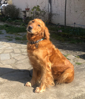 Étalon Golden Retriever - Soockie de la vallée de l'écolèze