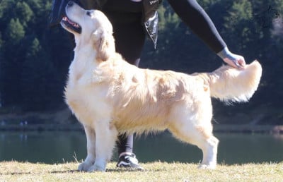 Étalon Golden Retriever - undisclosed desire damon Angels of Tara