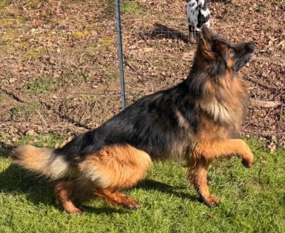 Étalon Berger Allemand Poil Long - Uno Des Trois Lieux