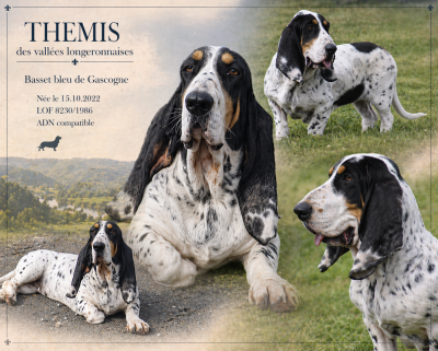 Étalon Basset bleu de Gascogne - Themis des vallées longeronnaises