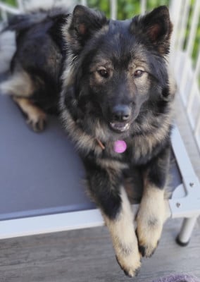 Étalon Eurasier - Astral Nova Du Val De La Fenouillere