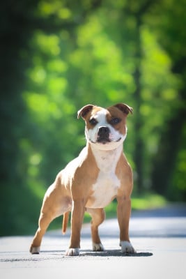 Étalon Staffordshire Bull Terrier - Univer'S Storm Groot of Spirit Wolf Addict