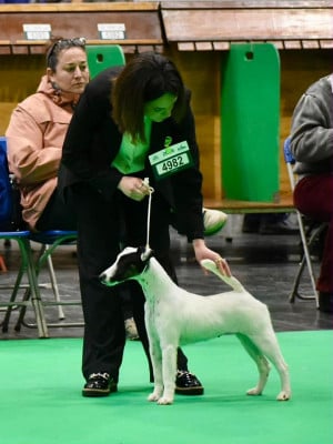 Étalon Fox Terrier Poil lisse - ANGGUN du Manoir Saint Adrien