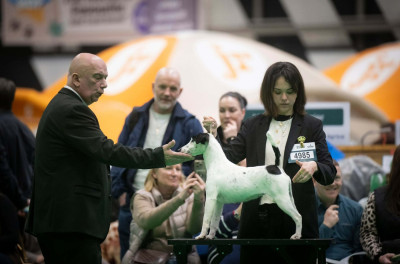Étalon Fox Terrier Poil lisse - VITORIA SECRET du Manoir Saint Adrien