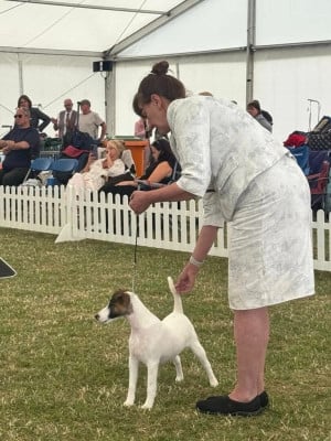 Étalon Fox Terrier Poil lisse - VELVET dit AUDRAY du Manoir Saint Adrien