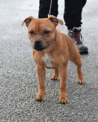 Étalon Staffordshire Bull Terrier - Aloha ambre des fils de Nwenco