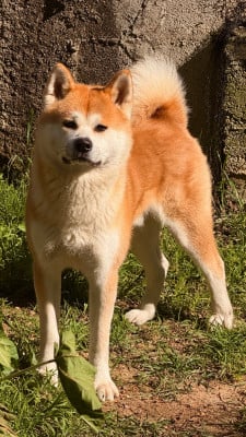 Étalon Akita - Vega Yuki de mont}