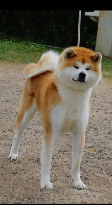 Katsunori - go senshi -shima