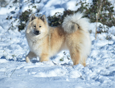 Étalon Eurasier - cerasi The great dynasty