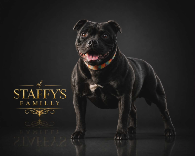 Étalon Staffordshire Bull Terrier - Sally De L'empreinte Américaine