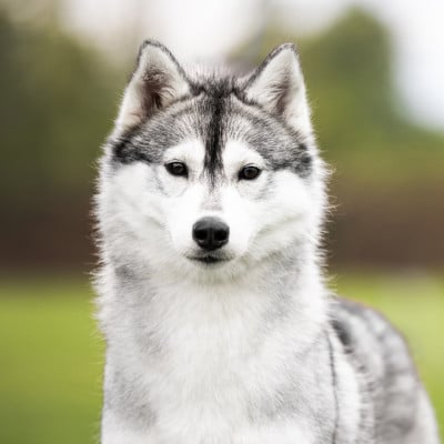 Étalon Siberian Husky - Keeper Show Ultimate shade