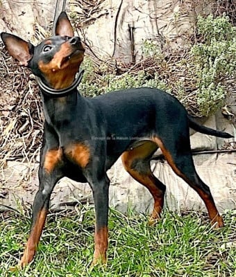Étalon Pinscher nain - Ava (Sans Affixe)