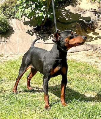 Étalon Pinscher nain - Ruby du Pirou