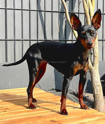 Étalon Pinscher nain - V'lily (Sans Affixe)