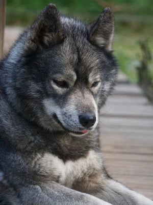 Étalon Siberian Husky - Venom's death Des Etoiles Des Glaciers