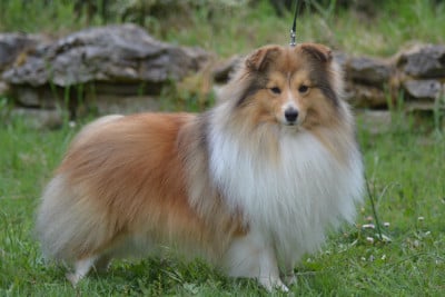 Étalon Shetland Sheepdog - Vuitton des Collines de Sagne