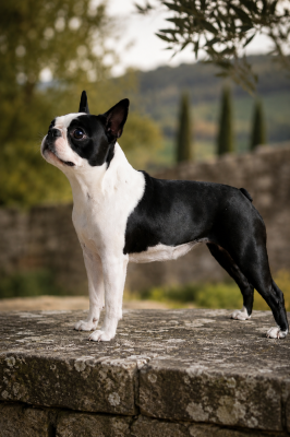 Étalon Boston Terrier - Ever Single Velvet n'glitter