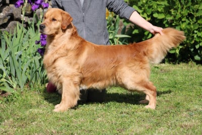 Étalon Golden Retriever - Ultimate gold edition Angels of Tara}