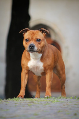 Étalon Staffordshire Bull Terrier - Valkyria Apocalypse House Of Warrior