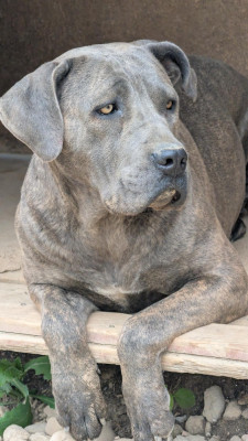 Étalon Cane Corso - Alma De La Tour Du Mont D'Or